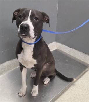 BARNEY -  American Staffordshire Terrier and Mixed Breed Dog for Adoption in Tallahassee, Florida - BARNEY | PetCurious