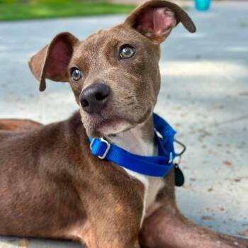 Whiskey -  Pit Bull Terrier and Mixed Breed Dog for Adoption in Pinellas Park, Florida - Whiskey | PetCurious