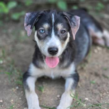 Shepherd Dogs Available for Adoption in Austin, Texas - Fluttershy AL | PetCurious