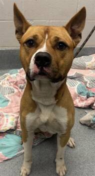 BLAKE -  Akita and Mixed Breed Dog for Adoption in Indianapolis, Indiana - BLAKE | PetCurious