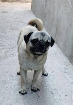 Rocco -  Pug Dog for Adoption in Escondido, California - Rocco | PetCurious