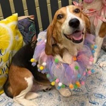 Ginger -  Beagle Dog for Adoption in Fairfax Station, Virginia - Ginger | PetCurious