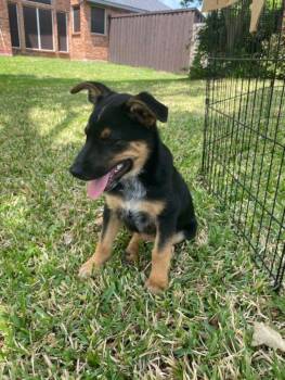 Reeses -  German Shepherd Dog Dog for Adoption in Garland, Texas - Reeses | PetCurious