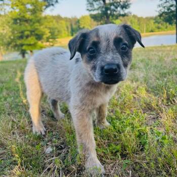Australian Cattle Dog Blue Heeler Dogs Available for Adoption in Atlanta, Texas - Terri Sue | PetCurious