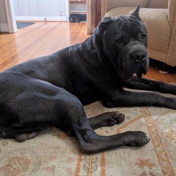 Tank Jr. -  Cane Corso Dog for Adoption in Manchester, Pennsylvania - Tank Jr. | PetCurious