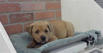 Labrador Retriever and Mixed Breed Dogs Available for Adoption in Houston, Texas - A2072091 | PetCurious