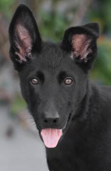 Midnight von Miehlen -  German Shepherd Dog Dog for Adoption in Los Angeles, California - Midnight Von Miehlen | PetCurious