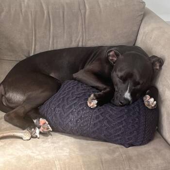 Marley -  Pit Bull Terrier and Mixed Breed Dog for Adoption in Fairfax Station, Virginia - Marley | PetCurious
