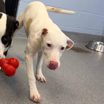 monica -  Pit Bull Terrier and Mixed Breed Dog for Adoption in Martinsville, Virginia - Monica | PetCurious