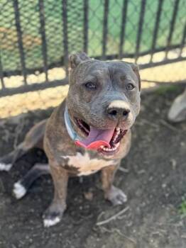 Pit Bull Terrier Dogs Available for Adoption - ROXY | PetCurious