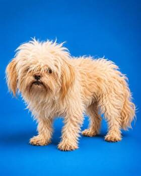 MOGWAI -  Mixed Breed Dog for Adoption in Jacksonville, Florida - MOGWAI | PetCurious