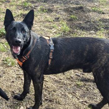 Rescue Belgian Shepherd Malinois Dogs for Adoption in Sonoma, California - Remus | PetCurious