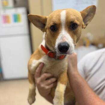 Corgi Dogs Available for Adoption in Lucedale, Mississippi - KNOX | PetCurious