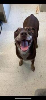 Rescue Australian Cattle Dog Blue Heeler Dogs for Adoption in Cynthiana, Kentucky - Pancake | PetCurious