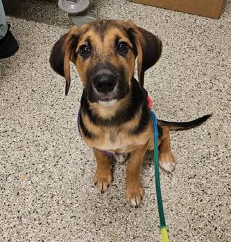 Hound and Shepherd Dogs Available for Adoption in Cedar Rapids, Iowa - Joey | PetCurious