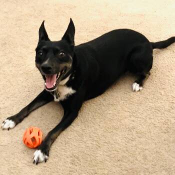 Stella -  Basenji and Mixed Breed Dog for Adoption in Corpus Christi, Texas - Stella | PetCurious