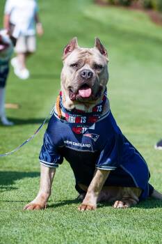 BEAN- ADOPTION FEE SPONSORED -  Staffordshire Bull Terrier Dog for Adoption in Pembroke, Massachusetts - BEAN- ADOPTION FEE SPONSORED | PetCurious