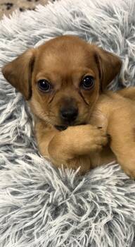 Sheriff -  Dachshund and Chiweenie Dog for Adoption in Gilbert, Arizona - Sheriff | PetCurious