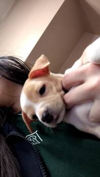 Chihuahua and Terrier Dogs Available for Adoption - Colby Jack Cheddar Cheese | PetCurious