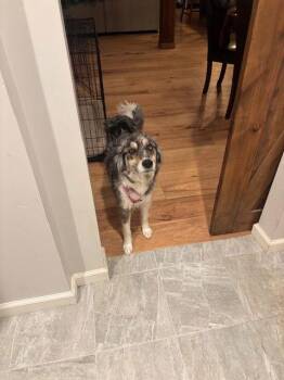 Australian Shepherd Dogs Available for Adoption - Lavvy | PetCurious