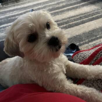 Sampson -  Shih Tzu Dog for Adoption in Woodruff, South Carolina - Sampson | PetCurious