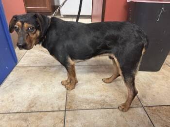 Rescue Mixed Breed Dogs for Adoption in Cincinnati, Ohio - Glass | PetCurious