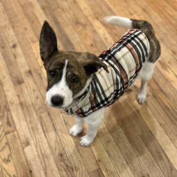 Rescue Australian Cattle Dog Blue Heeler and Mixed Breed Dogs for Adoption in Springfield, Missouri - Mushu | PetCurious