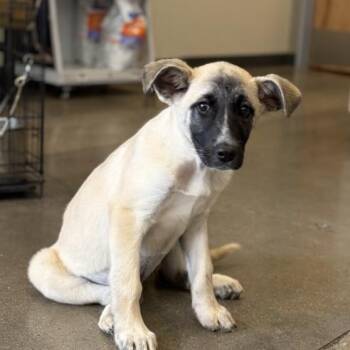 Anatolian Shepherd Dogs Available for Adoption - Kotara | PetCurious