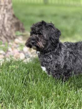 Havanese Dogs Available for Adoption in Ringwood, Illinois - 1140 Gretal NKA Poppy | PetCurious