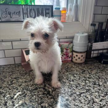 Mixed Breed Dogs Available for Adoption - Mitski | PetCurious