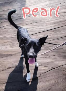 Pearl -  Labrador Retriever and Border Collie Dog for Adoption in Camden, Tennessee - Pearl | PetCurious