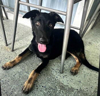 Rescue Shepherd Dogs for Adoption in Pompano Beach, Florida - Henry | PetCurious