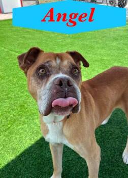 Angel -  Boxer and Mixed Breed Dog for Adoption in Evergreen, Colorado - Angel | PetCurious