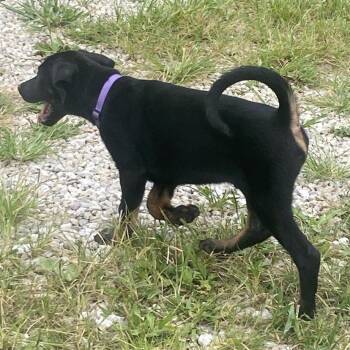 Duke -  Doberman Pinscher and Mixed Breed Dog for Adoption in Columbia, Missouri - Duke | PetCurious