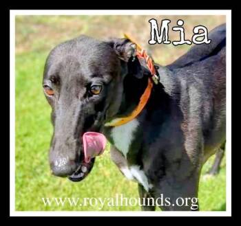Greyhound Dogs Available for Adoption - Mia | PetCurious