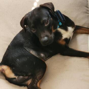 Edgar -  Beagle and Mixed Breed Dog for Adoption in Lenexa, Kansas - Edgar | PetCurious