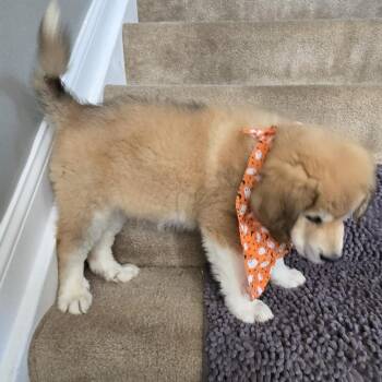 Pompom -  Great Pyrenees and Mixed Breed Dog for Adoption in Cincinnati, Ohio - Pompom | PetCurious