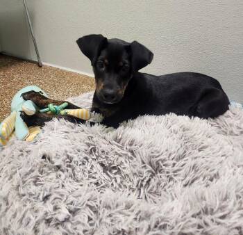 Dipper -  Mixed Breed Dog for Adoption in Jackson, Tennessee - Dipper | PetCurious