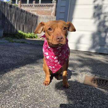 Chihuahua Dogs Available for Adoption in New York, New York - Serena | PetCurious