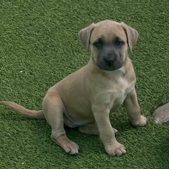Black Labrador Retriever Dogs Available for Adoption in Loxahatchee Groves, Florida - Charm 1791 | PetCurious