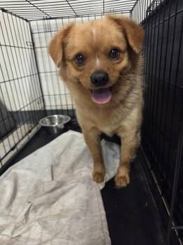 Norris -  Terrier Dog for Adoption in Evansville, Indiana - Norris | PetCurious