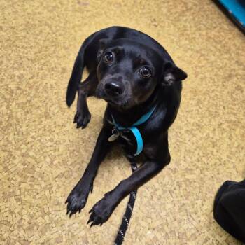 Guinness -  Rat Terrier and Chihuahua Dog for Adoption in Wahiawa, Hawaii - Guinness | PetCurious