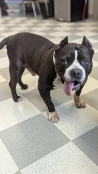 Rescue Mixed Breed Dogs for Adoption in Benton Harbor, Michigan - Melvin | PetCurious