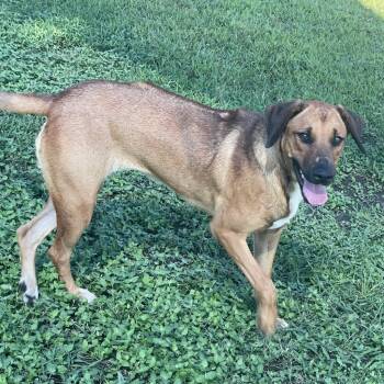 Rescue Rhodesian Ridgeback Dogs for Adoption in Logan, Utah - Tootsie | PetCurious