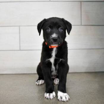 Mocha -  Pit Bull Terrier and Great Pyrenees Dog for Adoption in West Jordan, Utah - Mocha | PetCurious