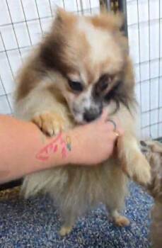 Pomeranian Dogs Available for Adoption in Warren, Michigan - Yuro | PetCurious