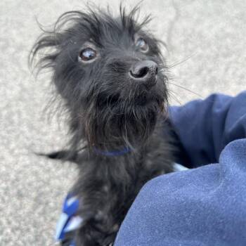 Kangaroo -  Mixed Breed Dog for Adoption in Philadelphia, Pennsylvania - Kangaroo | PetCurious