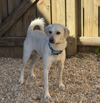 Rescue Labrador Retriever Dogs for Adoption in Ellicott City, Maryland - Preston | PetCurious