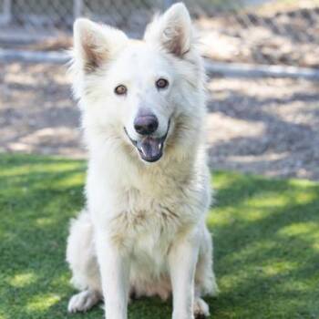 YO YO -  German Shepherd Dog and Mixed Breed Dog for Adoption in Camarillo, California - YO YO | PetCurious