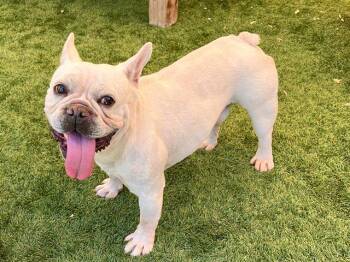 French Bulldog Dogs Available for Adoption in Tustin, California - JACQUES | PetCurious